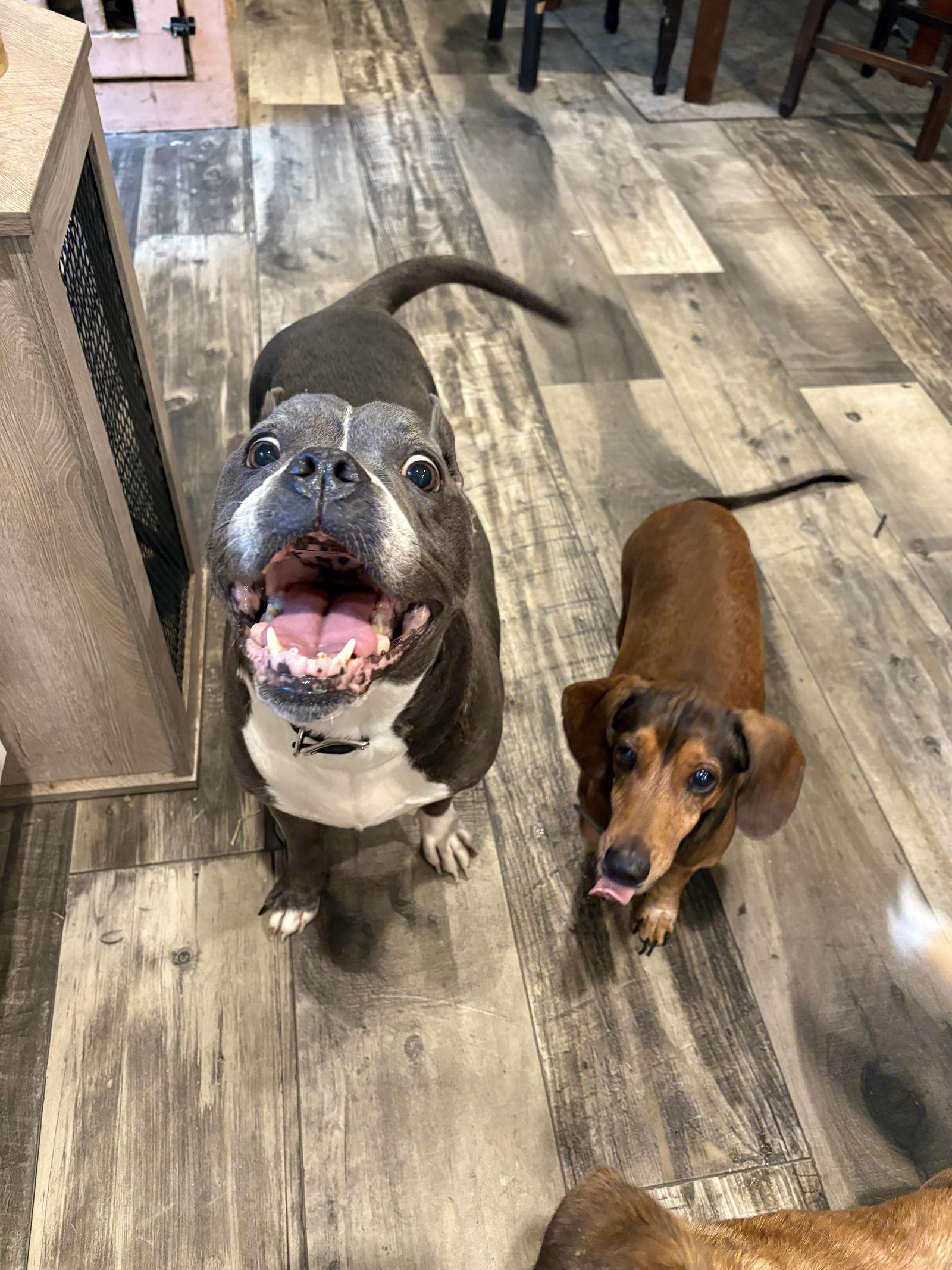 Roxxy, Adoptable, Adult Female Pit Bull Terrier.