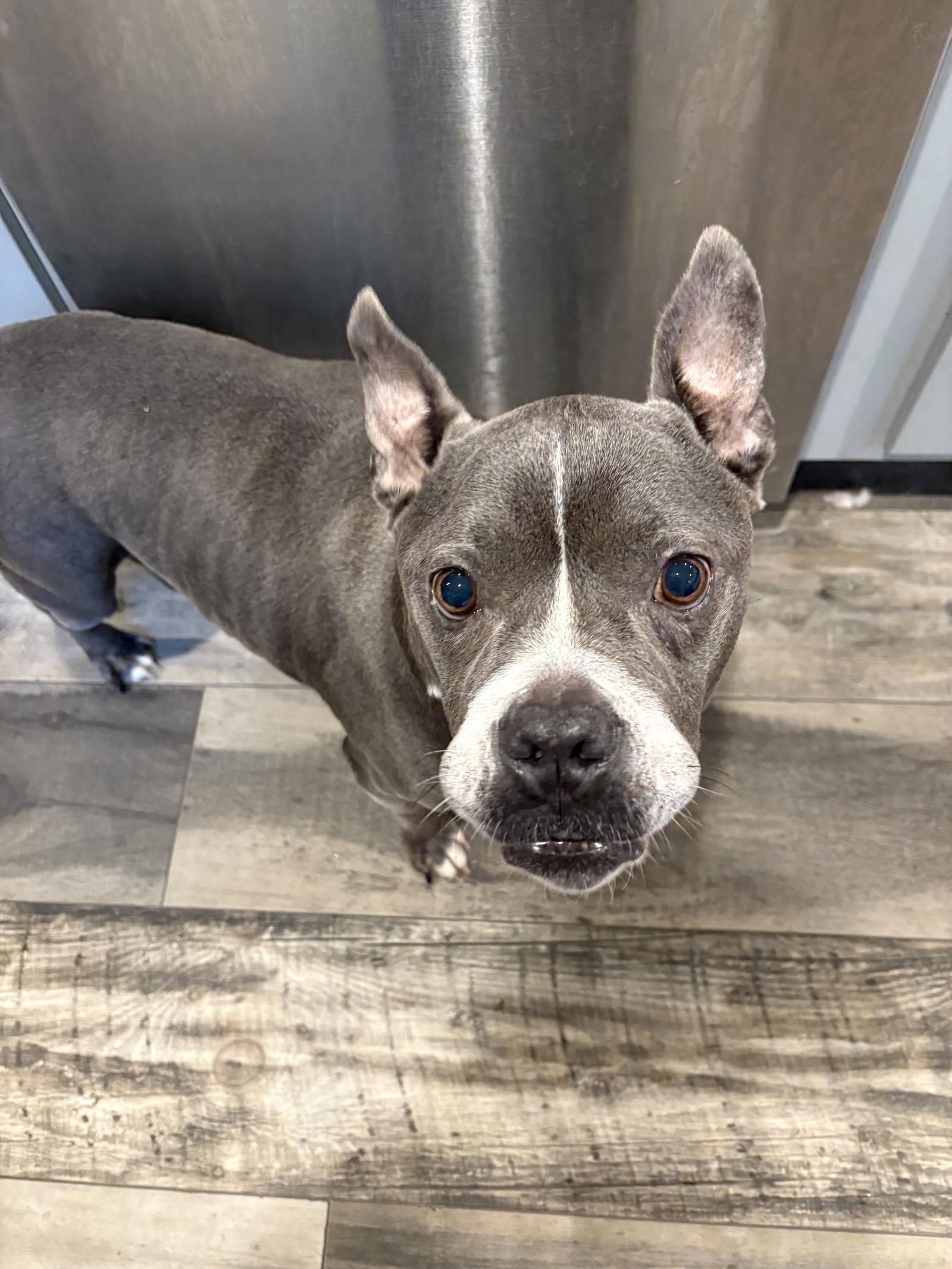 Roxxy, a Adoptable Pit Bull Terrier in Mount Pleasant, SC image 2/3