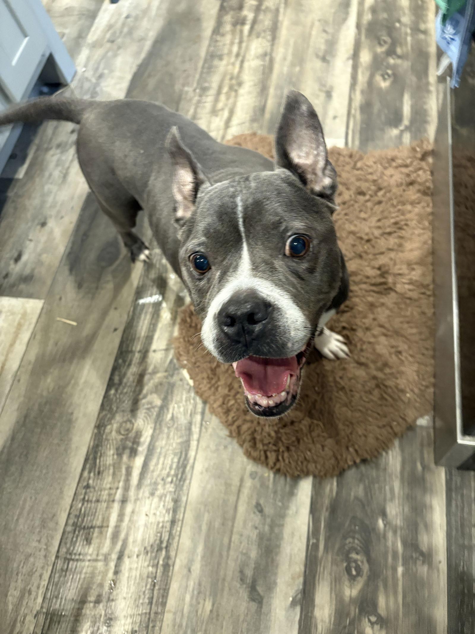 Roxxy, a Adoptable Pit Bull Terrier in Mount Pleasant, SC image 3/3