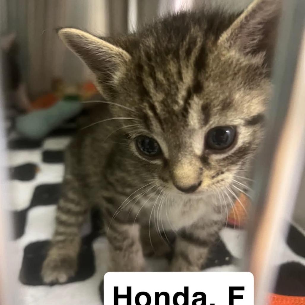 The Cars - Honda, Adoptable, Kitten Female Domestic Short Hair.