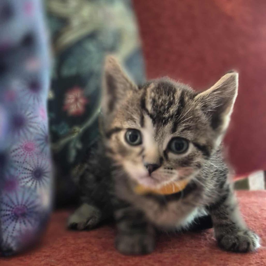 Heath (Yellow Collar), Adoptable, Kitten Male Domestic Short Hair.