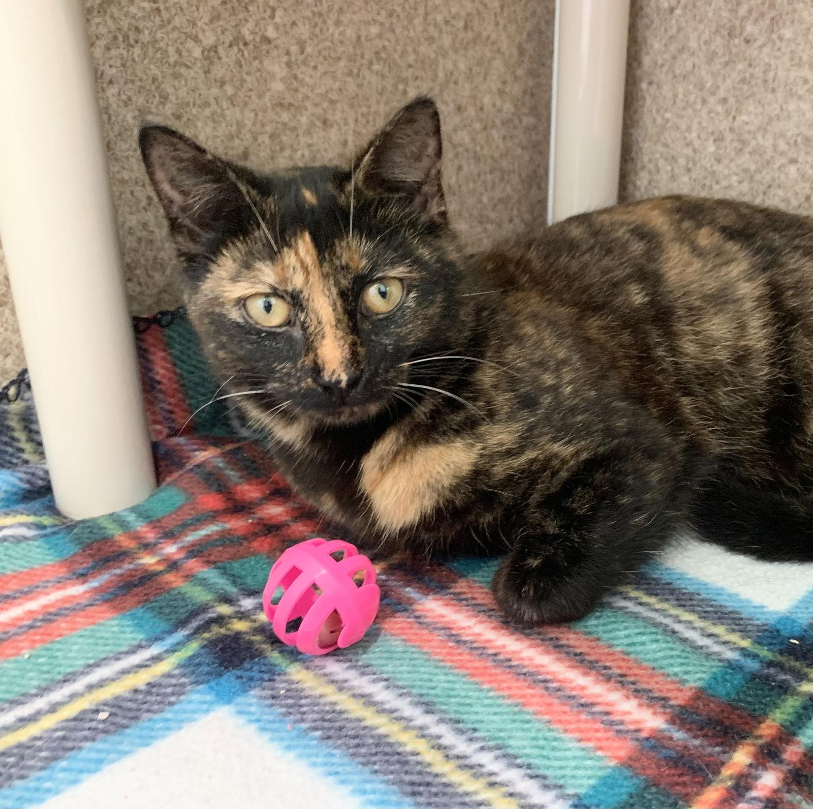 Enlarge Roxie, a Adopted mixed breed in Mc Cormick, SC image 2/3