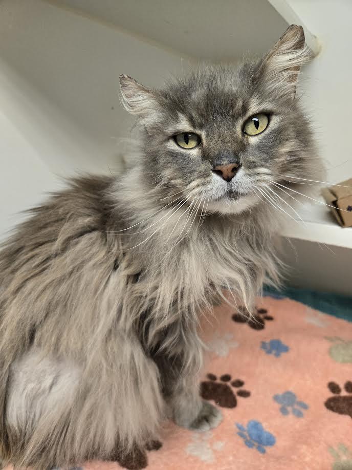 Enlarge Tom Bombadil, a ADOPTABLE mixed breed in Bellingham, WA image 3/6