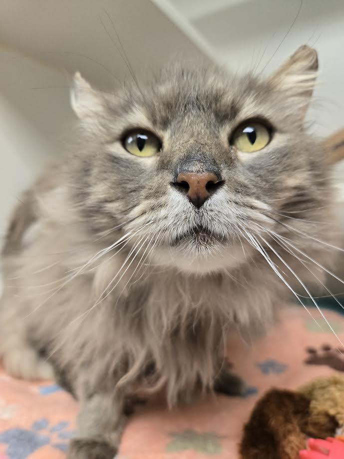 Enlarge Tom Bombadil, a ADOPTABLE mixed breed in Bellingham, WA image 4/6