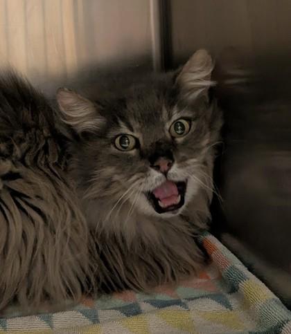 Enlarge Tom Bombadil, a ADOPTABLE mixed breed in Bellingham, WA image 6/6