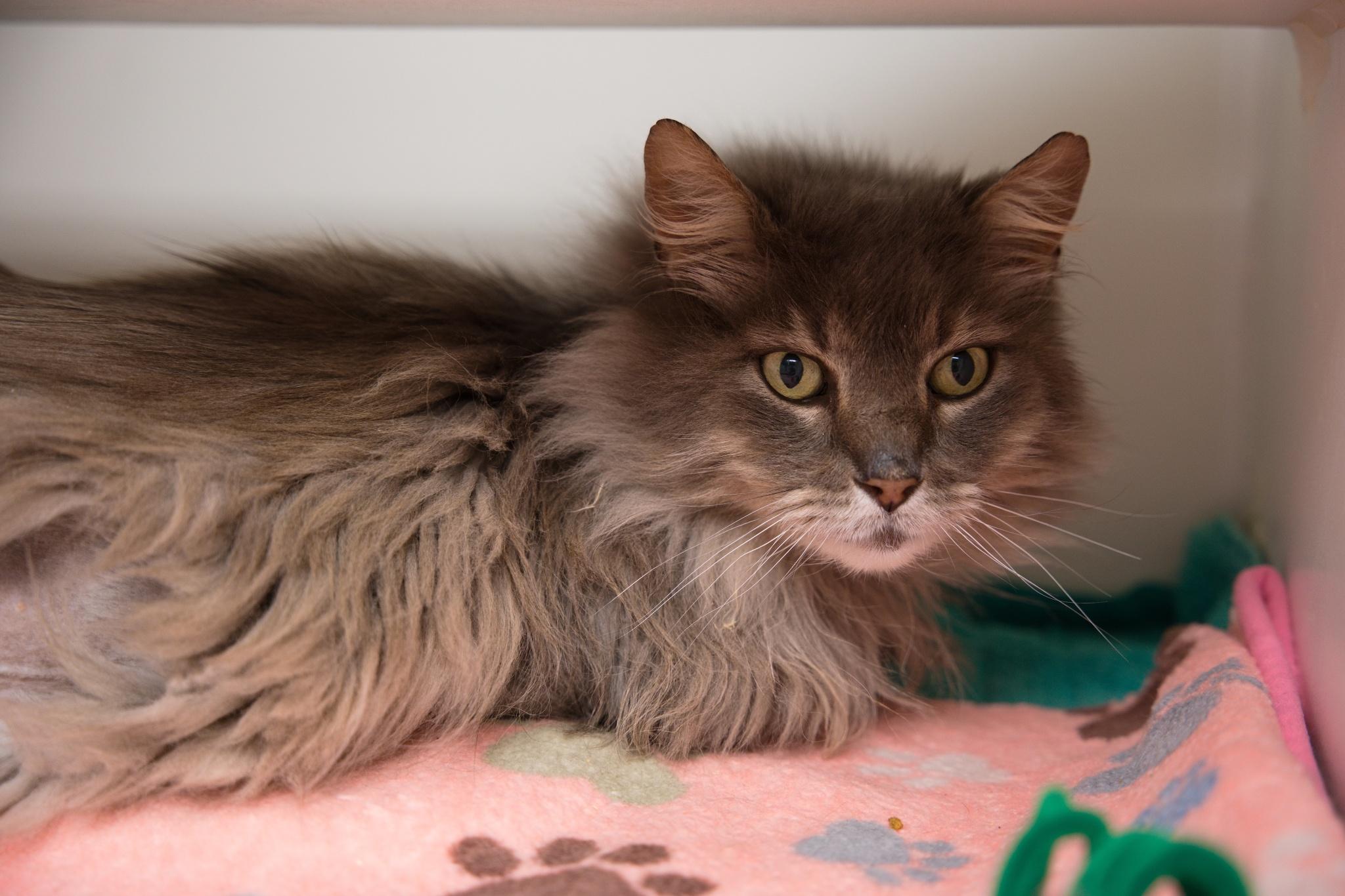 Enlarge Tom Bombadil, a ADOPTABLE mixed breed in Bellingham, WA image 2/6