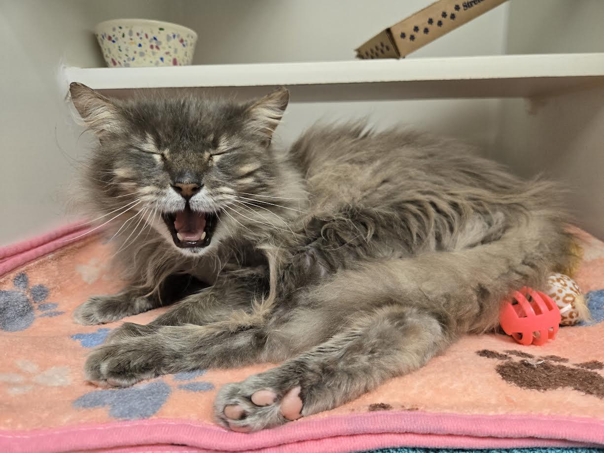 Enlarge Tom Bombadil, a ADOPTABLE mixed breed in Bellingham, WA image 5/6
