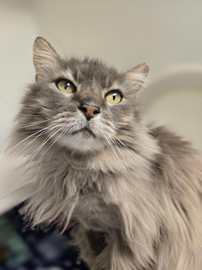 Tom Bombadil, ADOPTABLE, Adult Male Domestic Long Hair.
