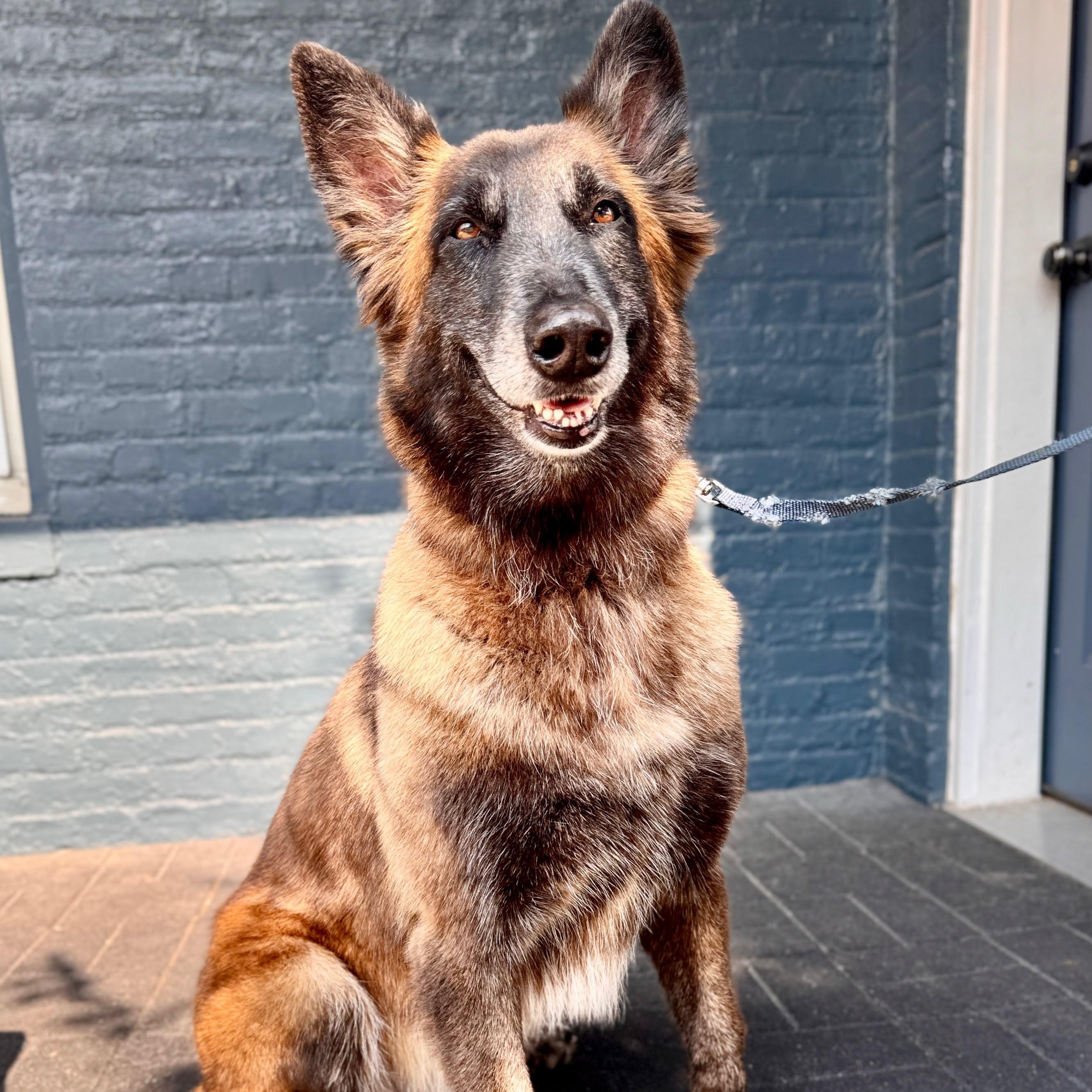 Ada, Adoptable, Adult Female Belgian Shepherd / Malinois.