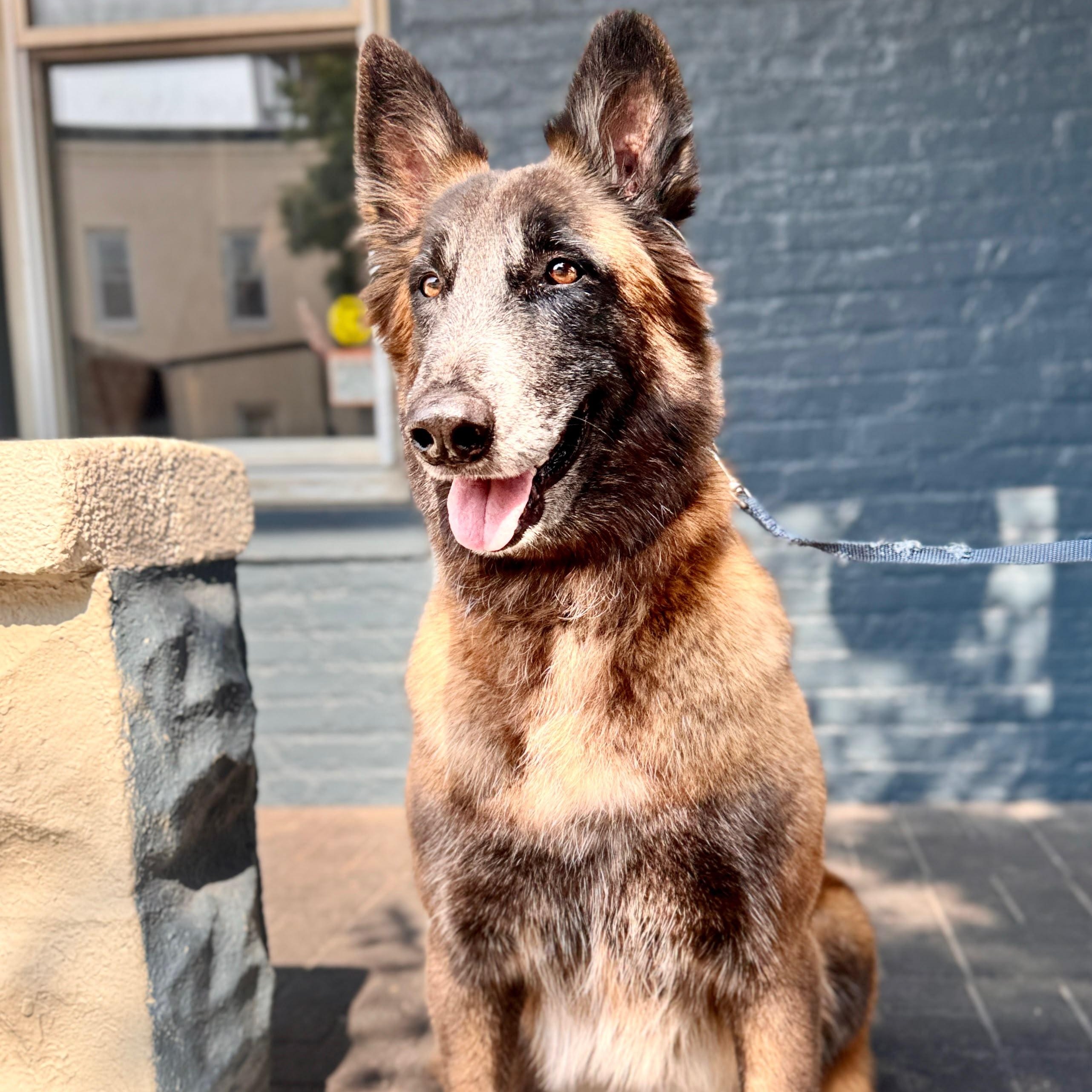 Ada, a Adoptable Belgian Shepherd / Malinois in Baltimore, MD image 6/6