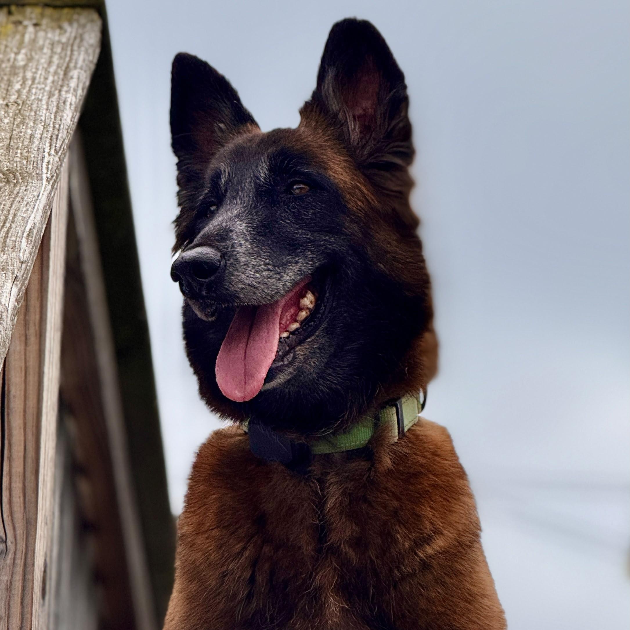 Ada, a Adoptable Belgian Shepherd / Malinois in Baltimore, MD image 2/6