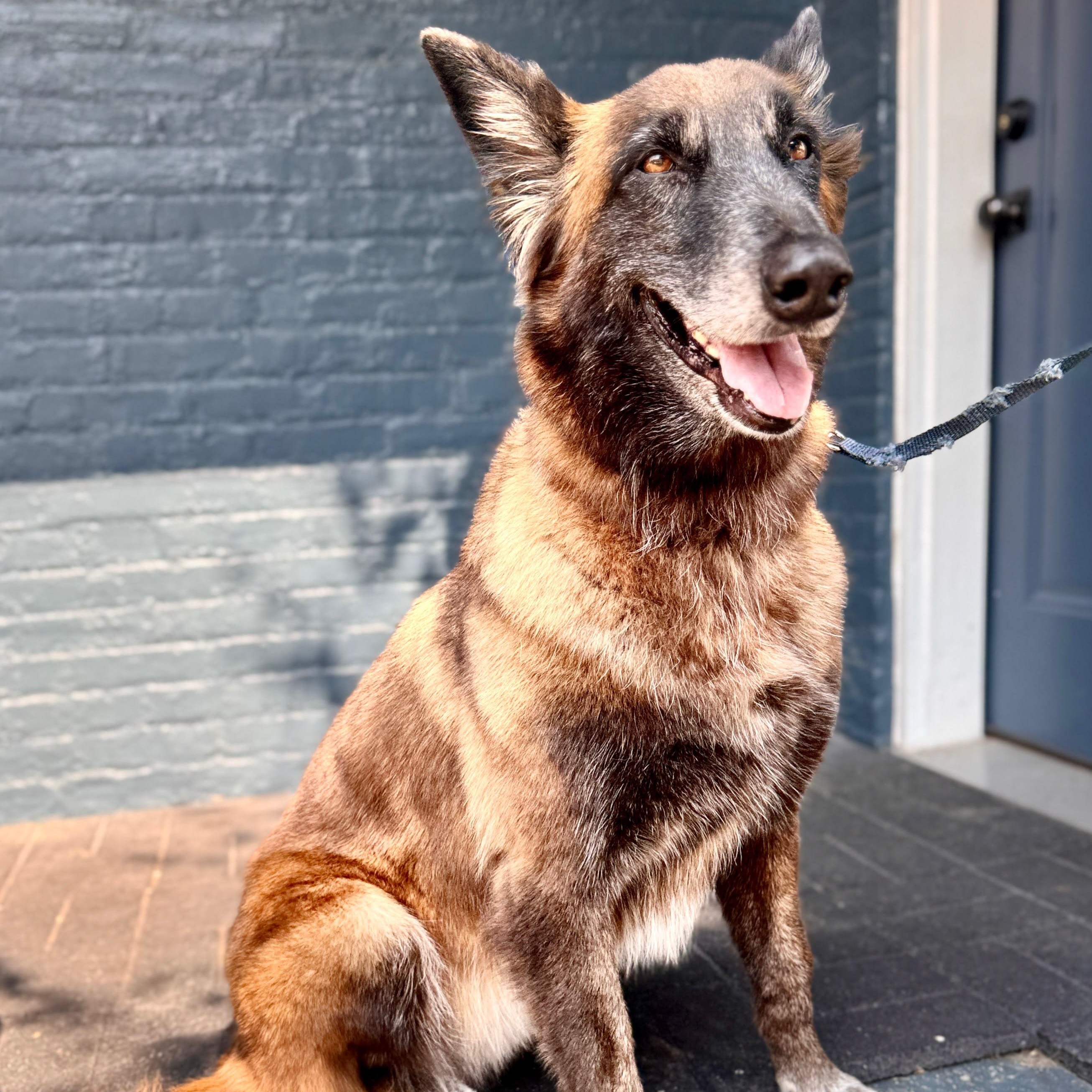 Ada, a Adoptable Belgian Shepherd / Malinois in Baltimore, MD image 5/6