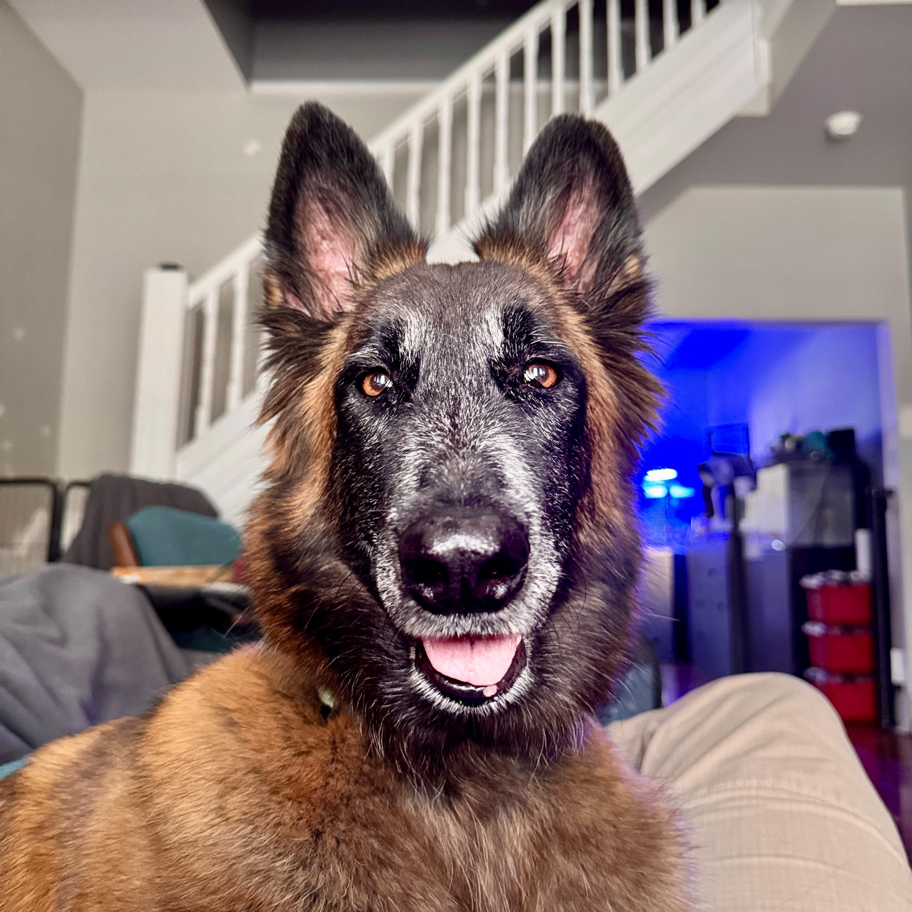 Ada, Adoptable, Adult Female Belgian Shepherd / Malinois.