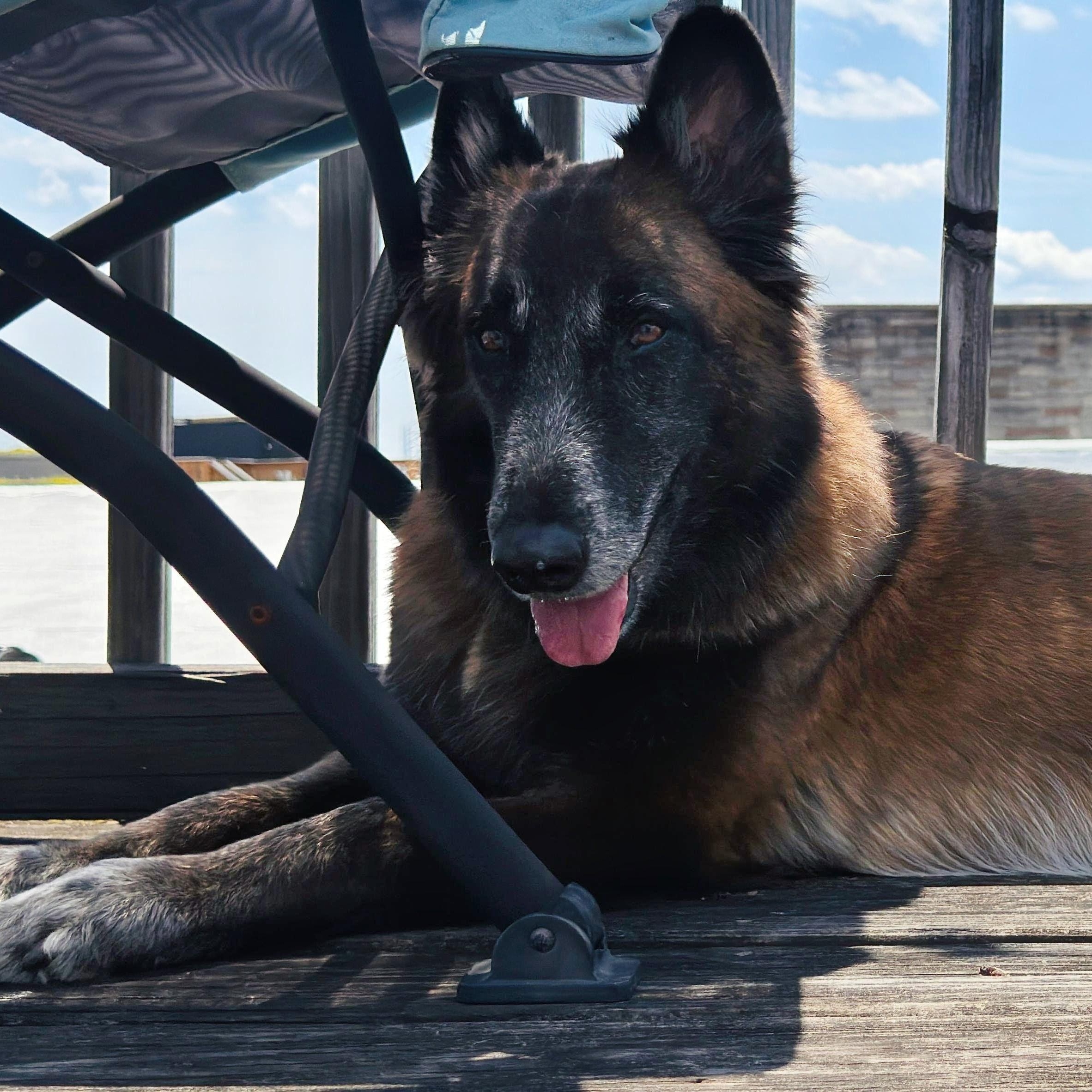 Ada, a Adoptable Belgian Shepherd / Malinois in Baltimore, MD image 3/6