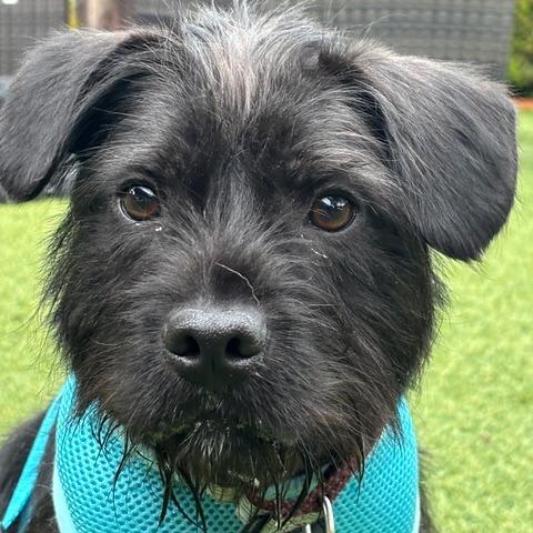 Coal, Adoptable, Young Male Schnauzer.