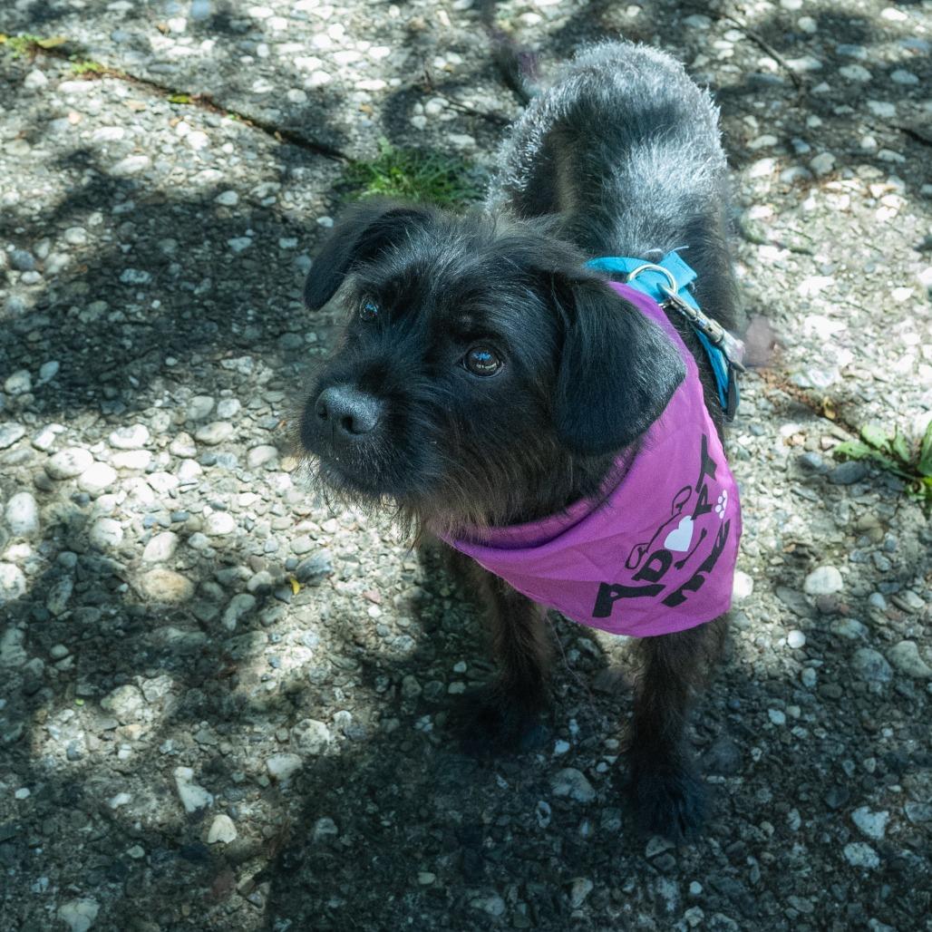 Enlarge Coal, a Adoptable Schnauzer in Pacifica, CA image 2/6