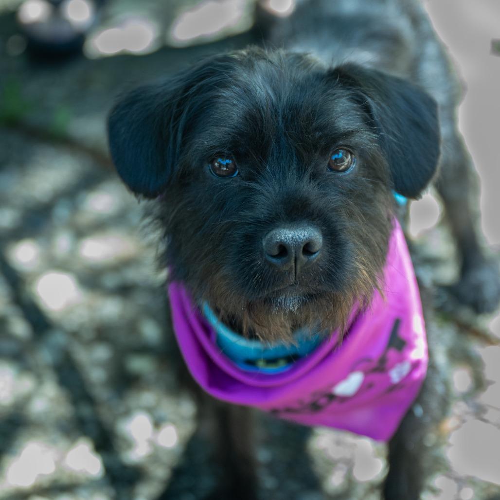 Enlarge Coal, a Adoptable Schnauzer in Pacifica, CA image 3/6