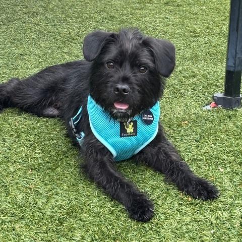 Enlarge Coal, a Adoptable Schnauzer in Pacifica, CA image 4/6