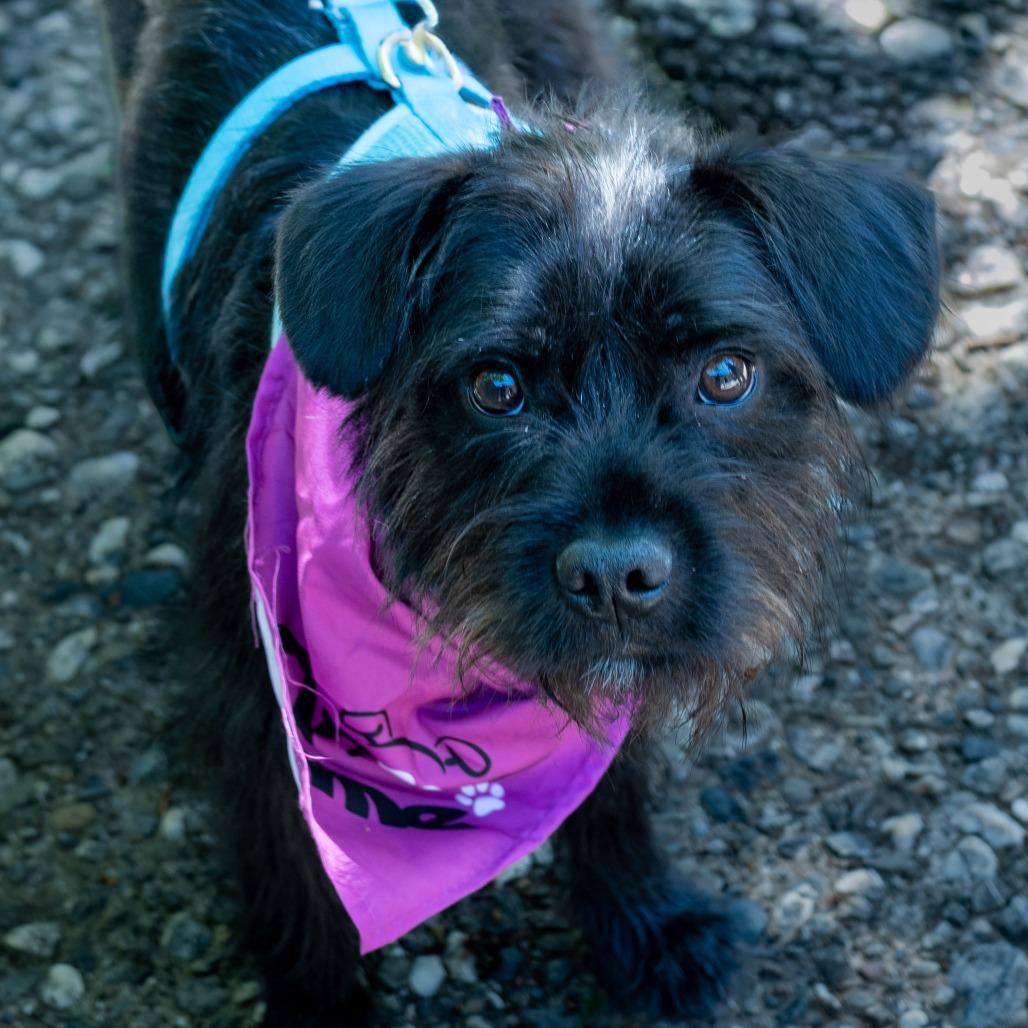 Enlarge Coal, a Adoptable Schnauzer in Pacifica, CA image 5/6