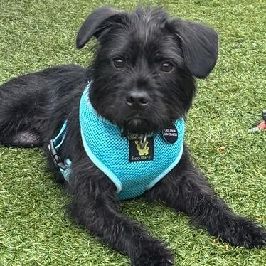 Enlarge Coal, a Adoptable Schnauzer in Pacifica, CA image 6/6
