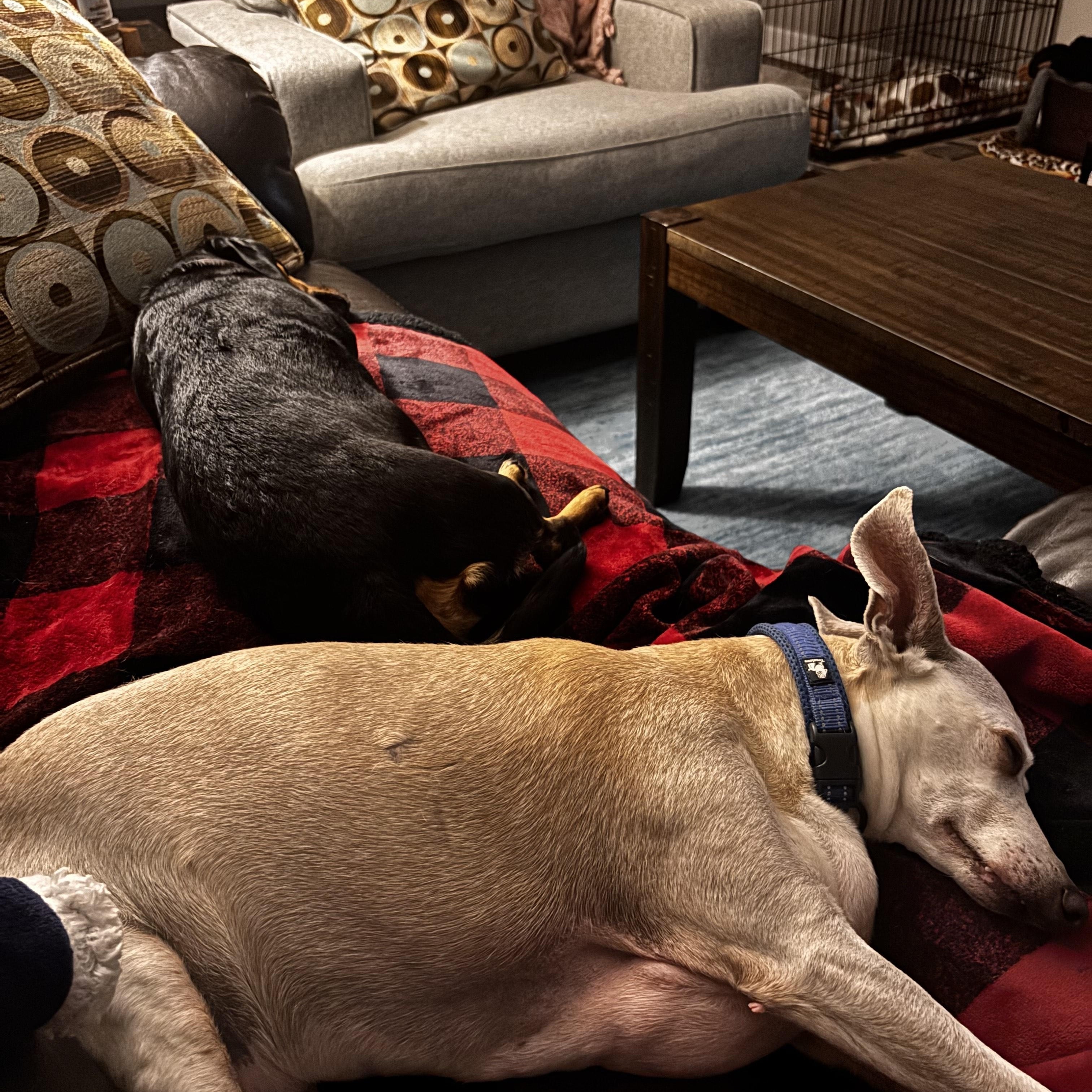 Rex (Adoption Fee Sponsored)