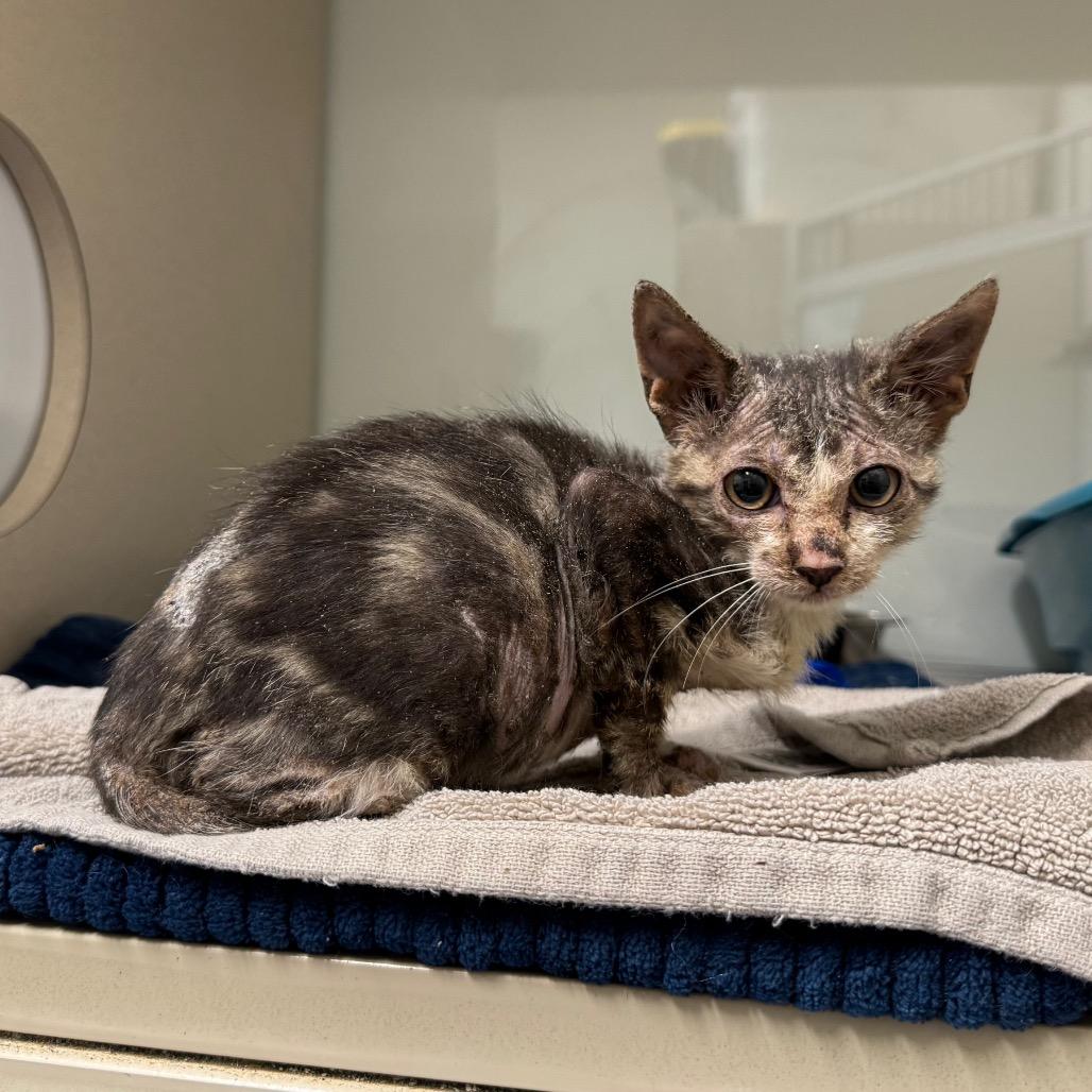 Piccolo, Adoptable, Kitten Male Domestic Short Hair & Domestic Short Hair.