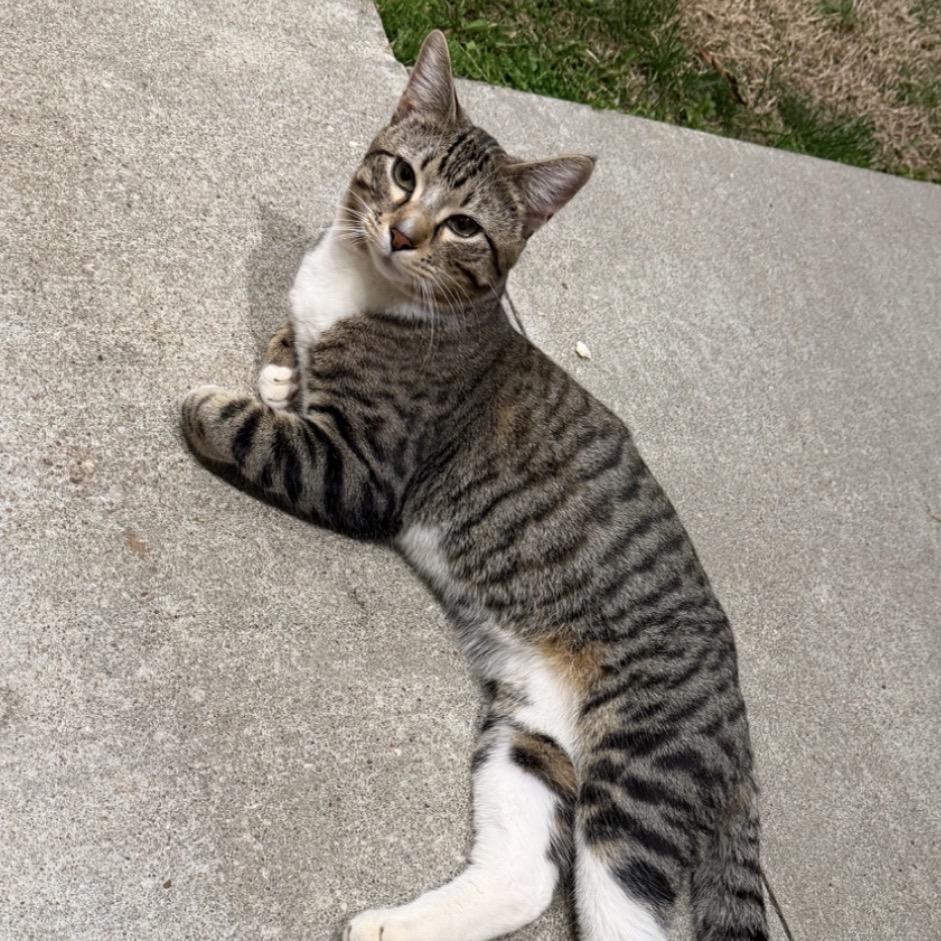 Enlarge Slushy, a Adoptable Domestic Short Hair in Garfield, AR image 1/1