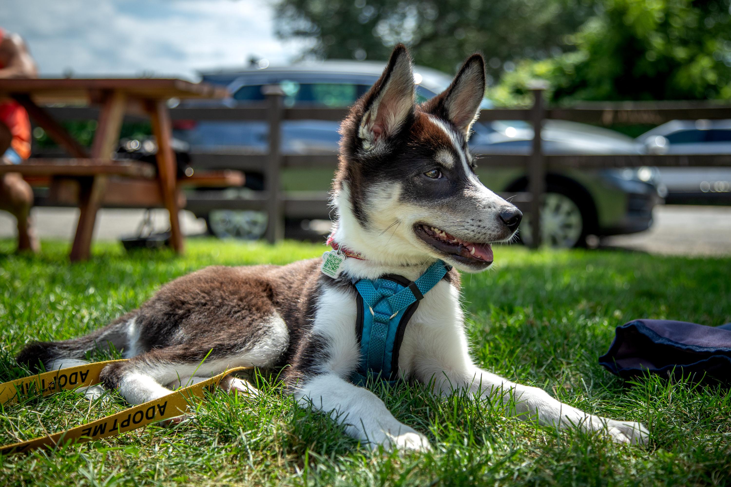 Enlarge Lottie, a ADOPTABLE mixed breed in Mississauga, ON image 3/5