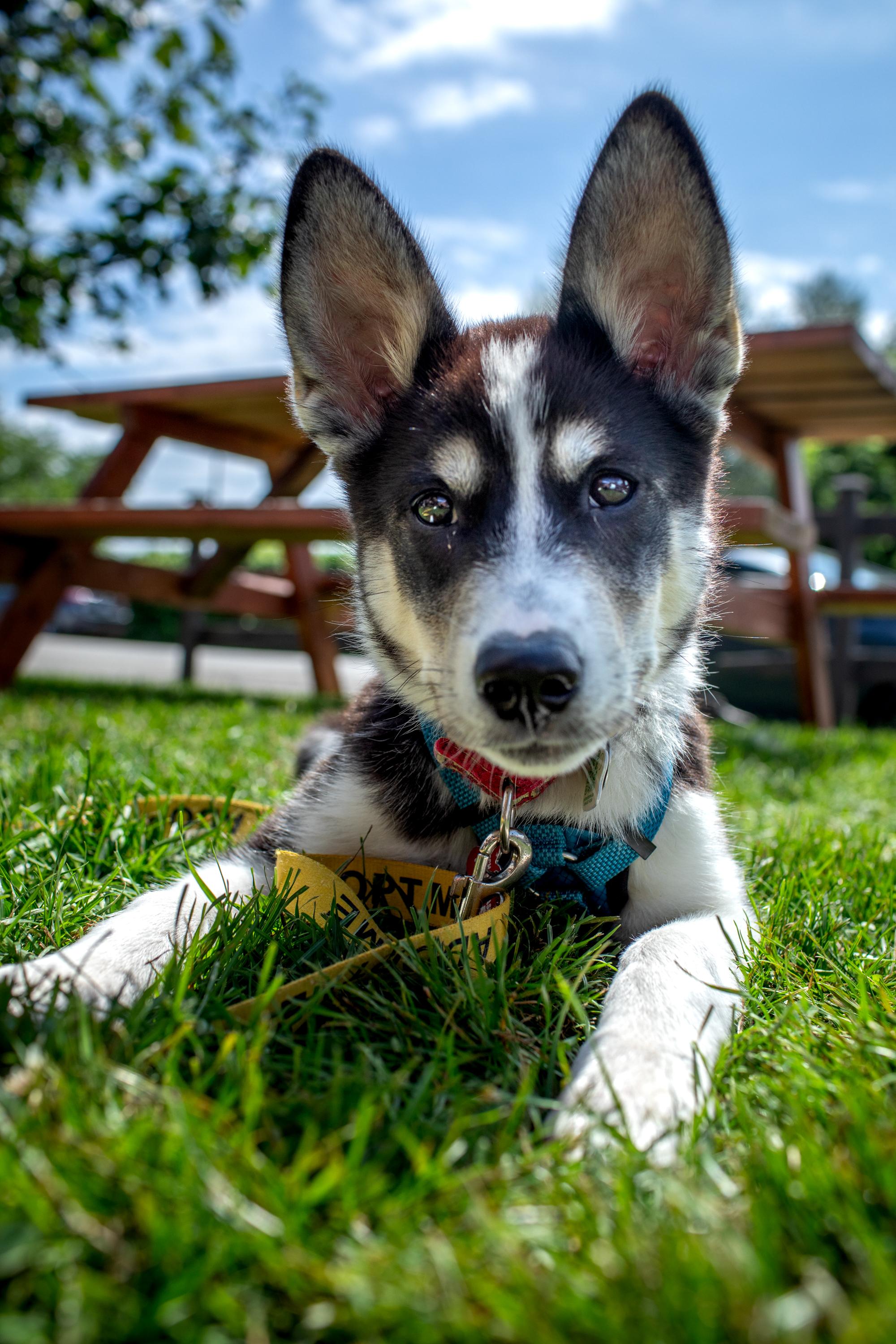 Enlarge Lottie, a ADOPTABLE mixed breed in Mississauga, ON image 5/5