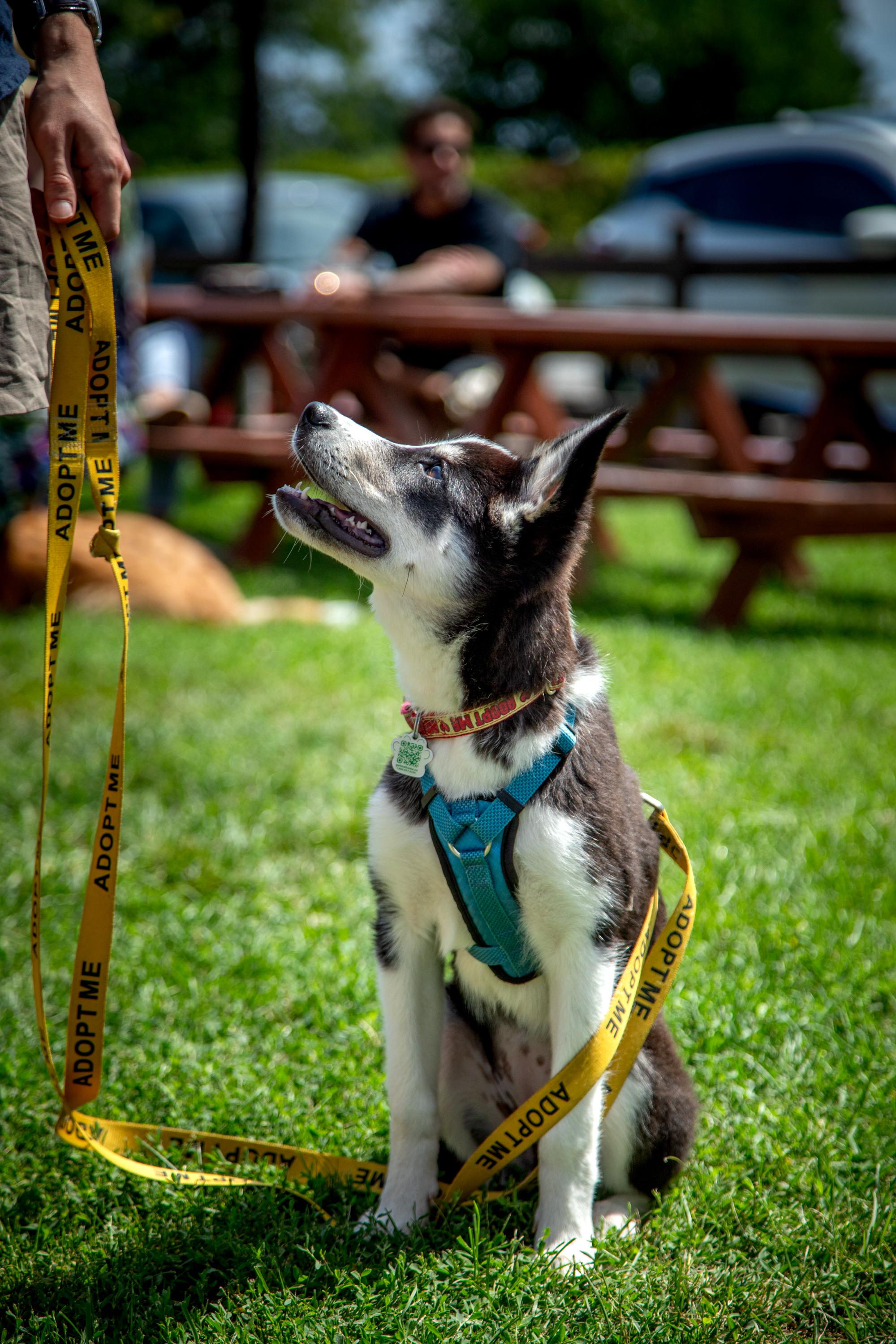 Enlarge Lottie, a ADOPTABLE mixed breed in Mississauga, ON image 1/5