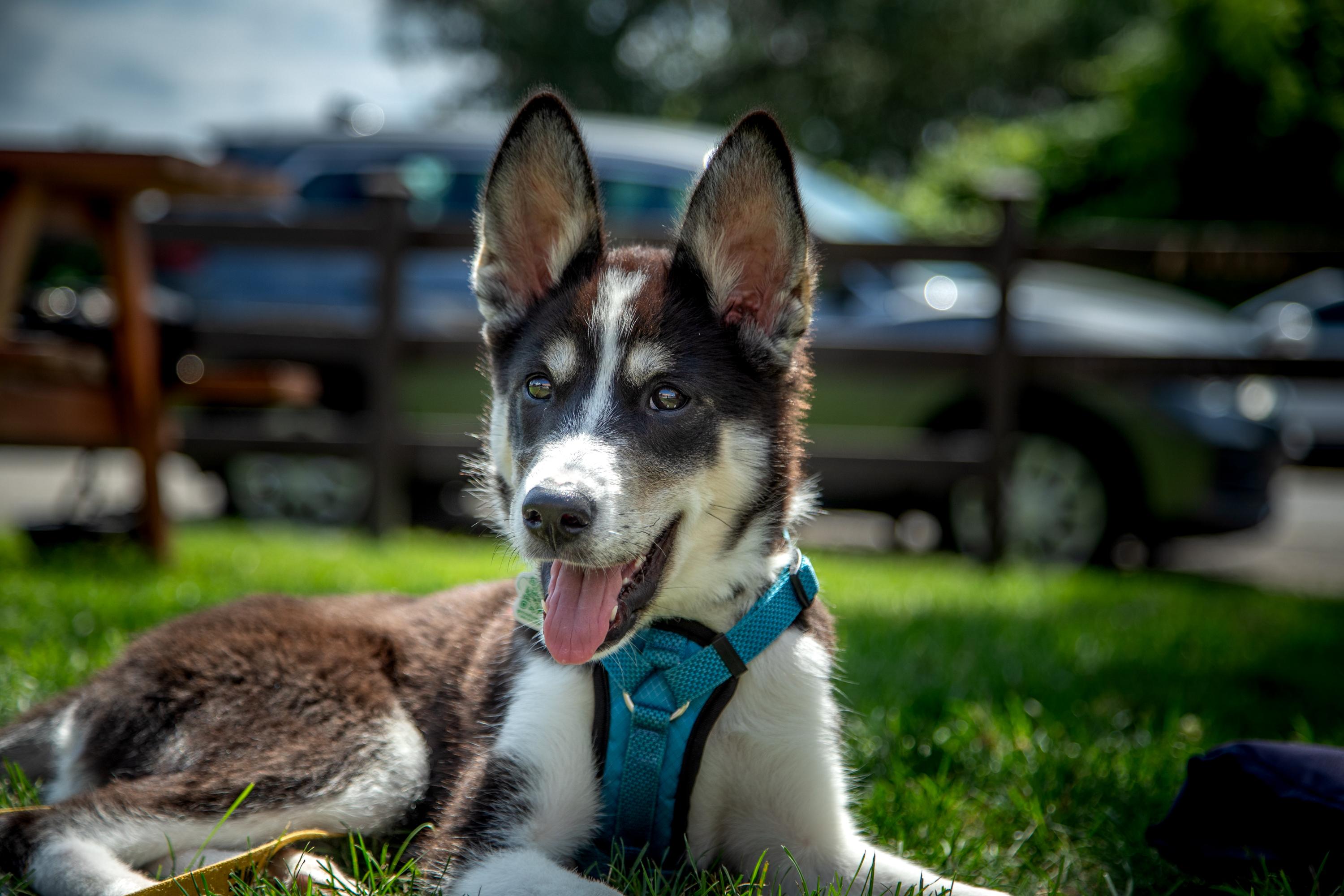 Enlarge Lottie, a ADOPTABLE mixed breed in Mississauga, ON image 4/5