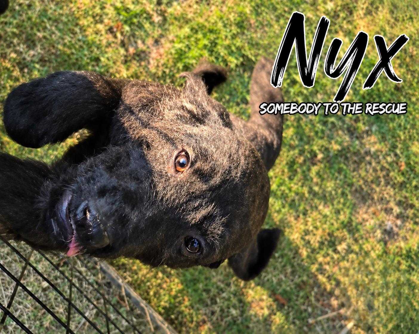 Nyx, ADOPTABLE, Puppy Female Mixed Breed.