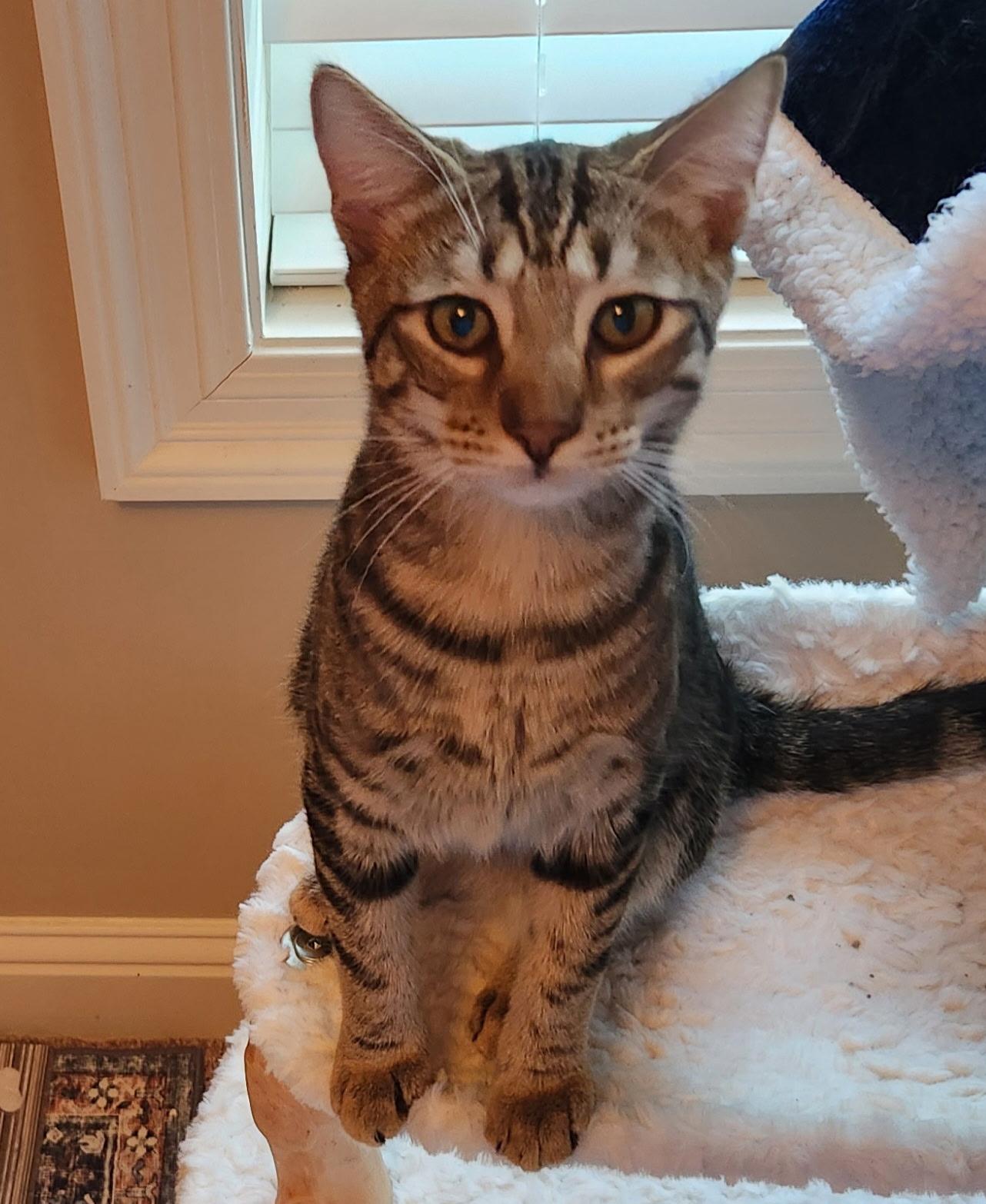 Enlarge Knox, a Adoptable Domestic Short Hair in Montgomery, AL image 4/4