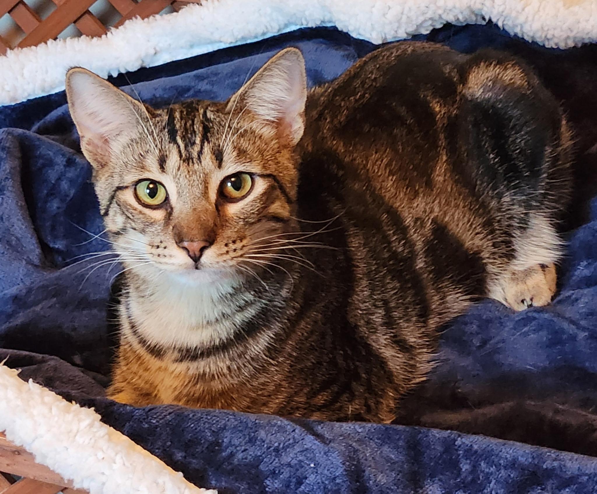 Enlarge Knox, a Adoptable Domestic Short Hair in Montgomery, AL image 2/4