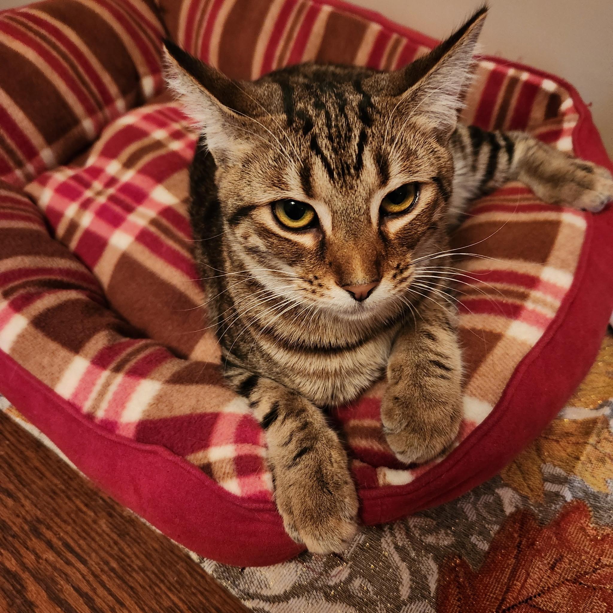 Enlarge Knox, a Adoptable Domestic Short Hair in Montgomery, AL image 3/4