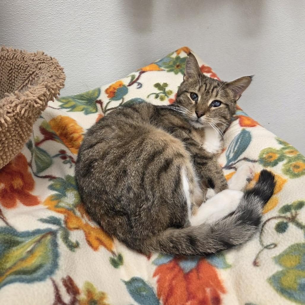 Tigger, Adoptable, Adult Male Domestic Short Hair.