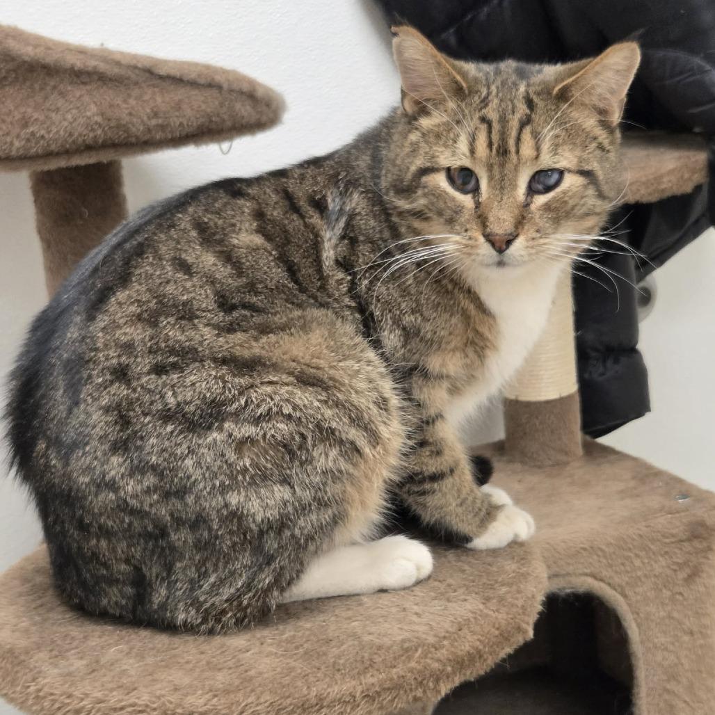 Tigger, Adoptable, Adult Male Domestic Short Hair.