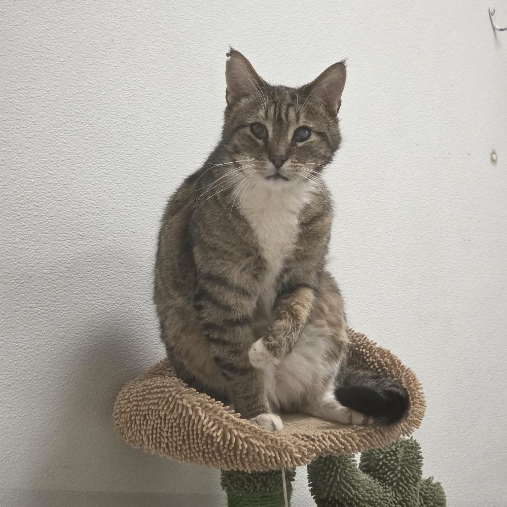 Enlarge Tigger, a Adoptable Domestic Short Hair in Ballston Spa, NY image 3/5