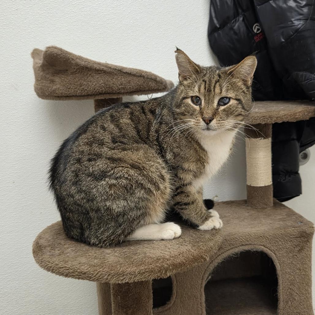 Enlarge Tigger, a Adoptable Domestic Short Hair in Ballston Spa, NY image 2/3