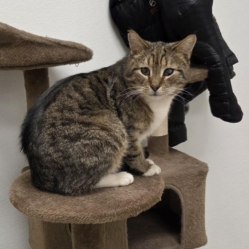 Enlarge Tigger, a Adoptable Domestic Short Hair in Ballston Spa, NY image 3/3