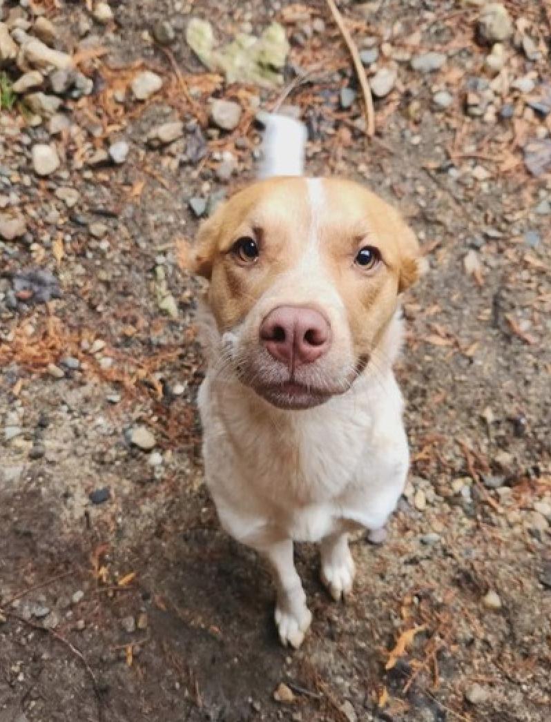 Enlarge Willow, a Adopted mixed breed in Calgary, AB image 2/3