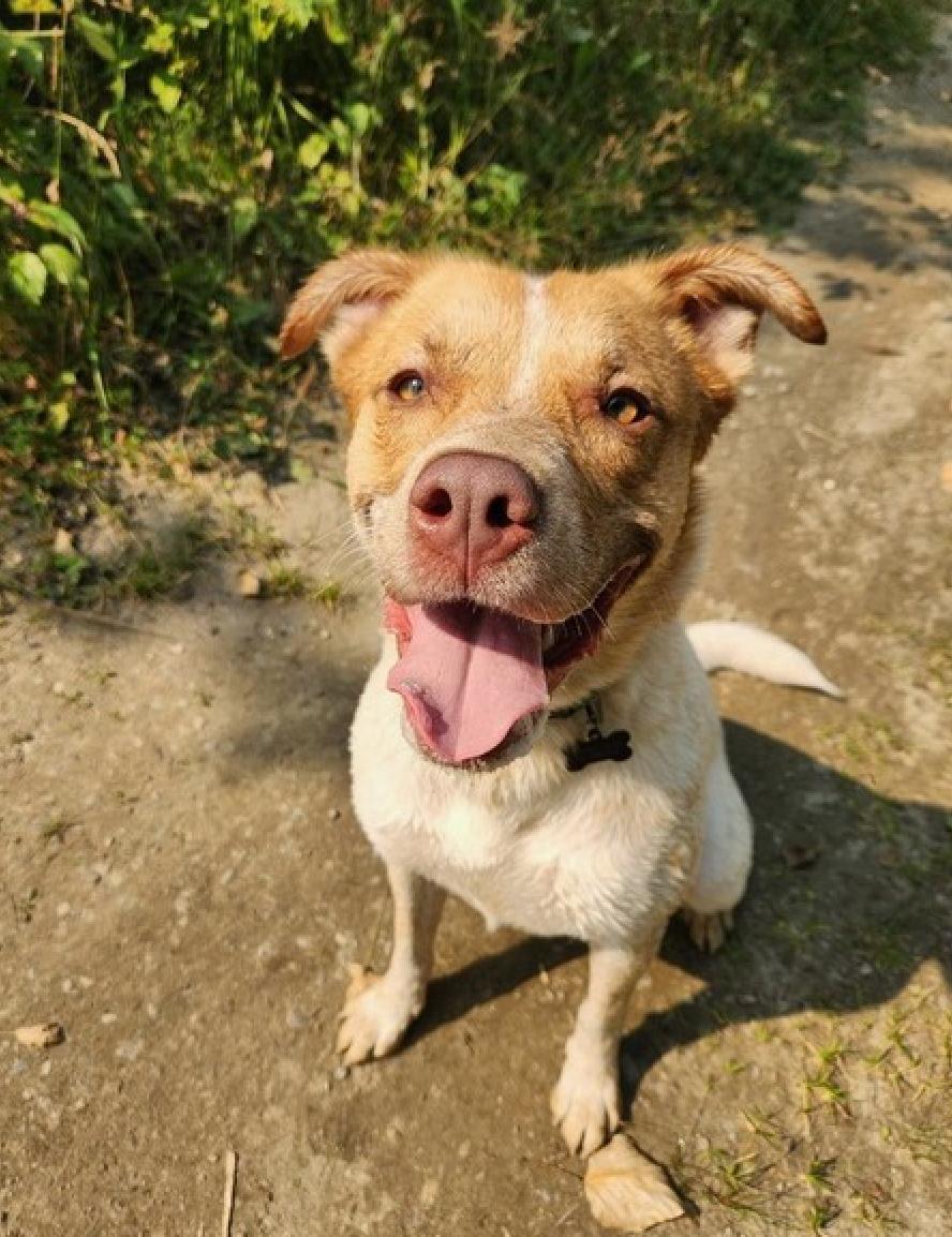 Enlarge Willow, a Adopted mixed breed in Calgary, AB image 3/3