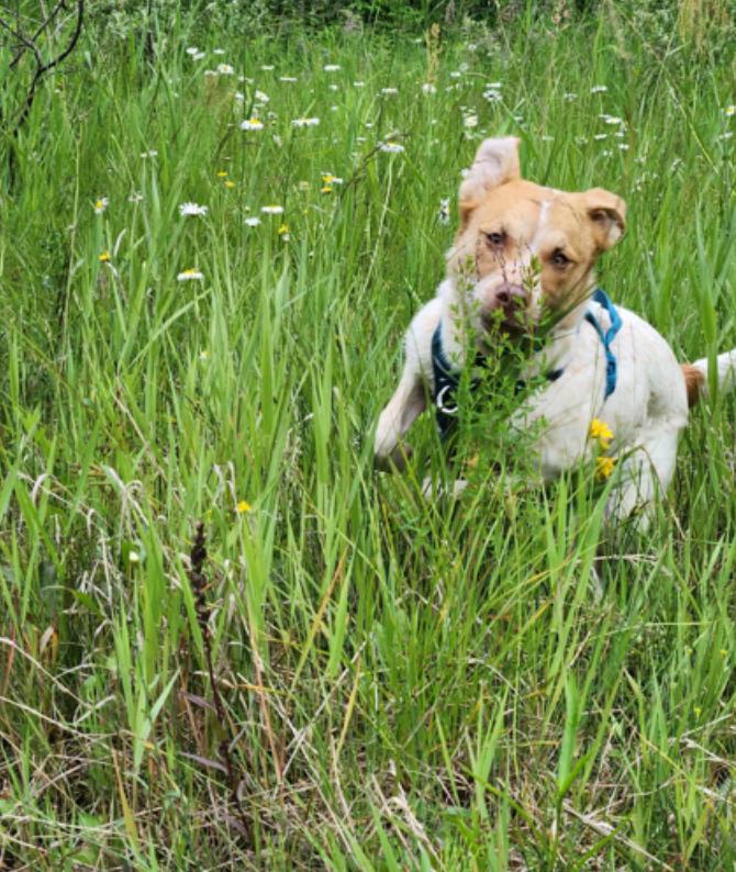 Enlarge Willow, a Adoptable mixed breed in Calgary, AB image 1/5