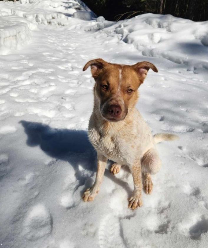 Enlarge Willow, a Adoptable mixed breed in Calgary, AB image 4/5