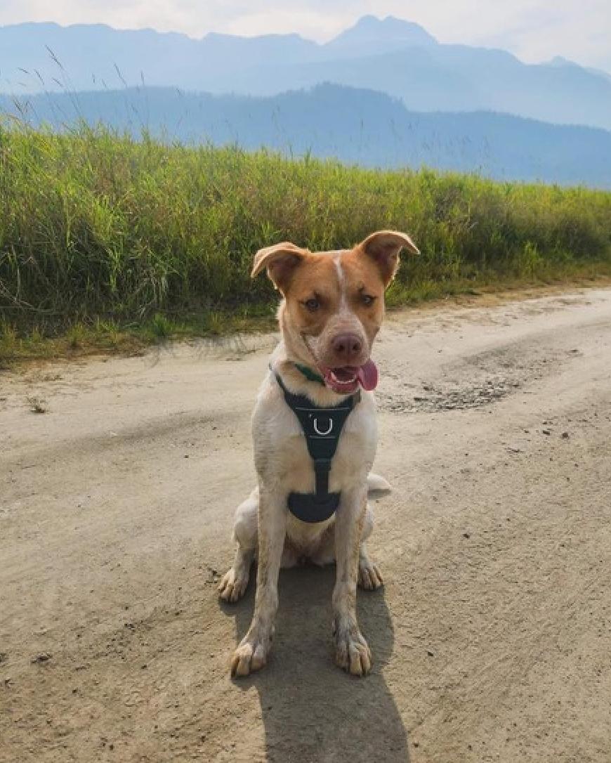 Willow, Adopted, Young Female Australian Cattle Dog / Blue Heeler.