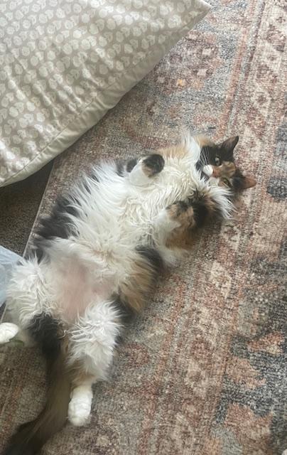 Enlarge Maude, an adopted Calico in Warminster, PA image 1/6