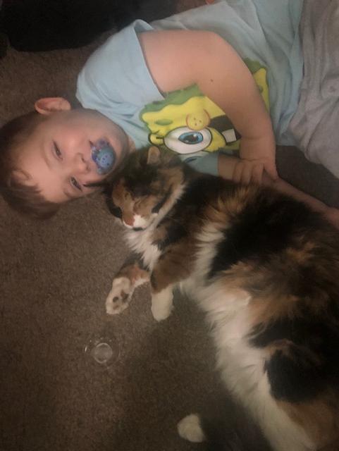 Enlarge Maude, an adopted Calico in Warminster, PA image 2/6