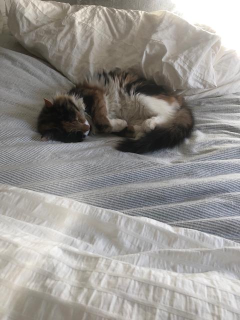 Enlarge Maude, an adopted Calico in Warminster, PA image 3/6