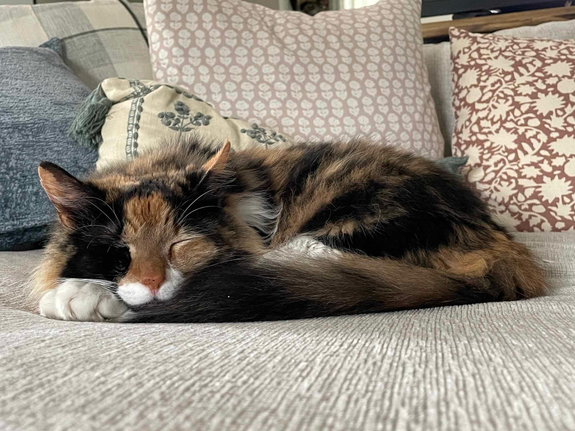 Enlarge Maude, an adopted Calico in Warminster, PA image 4/6