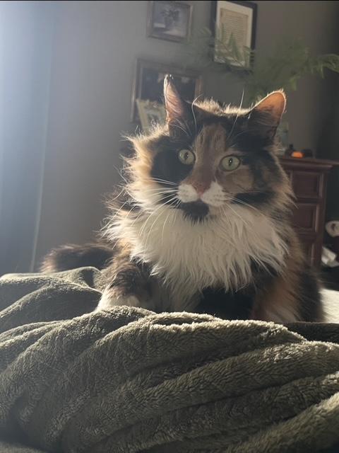 Enlarge Maude, an adopted Calico in Warminster, PA image 5/6